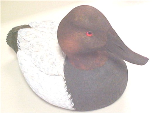 canvas back duck