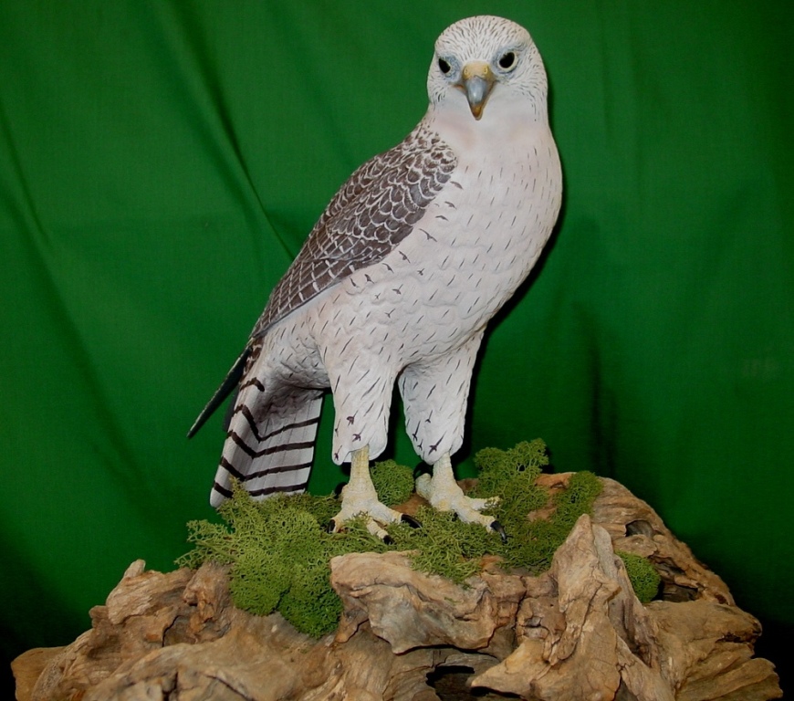 gyrfalcon3.jpg