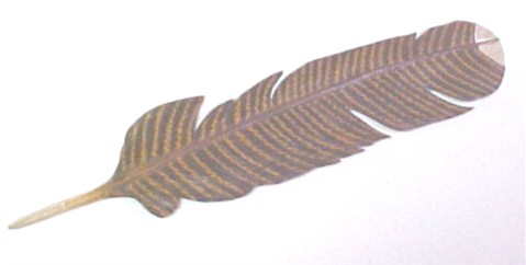 turkey feather