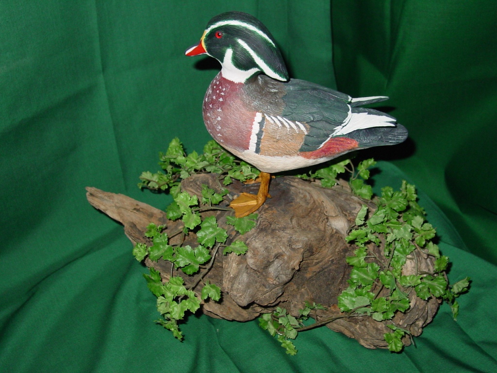 woodduck2.JPG